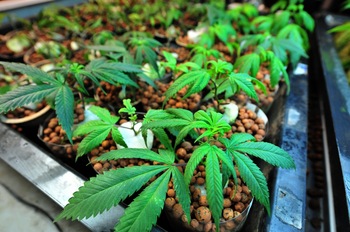 Legalizing marijuana is not a good idea