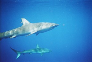 Two Galapagos Sharks circling the waters of the Pacific Ocean.