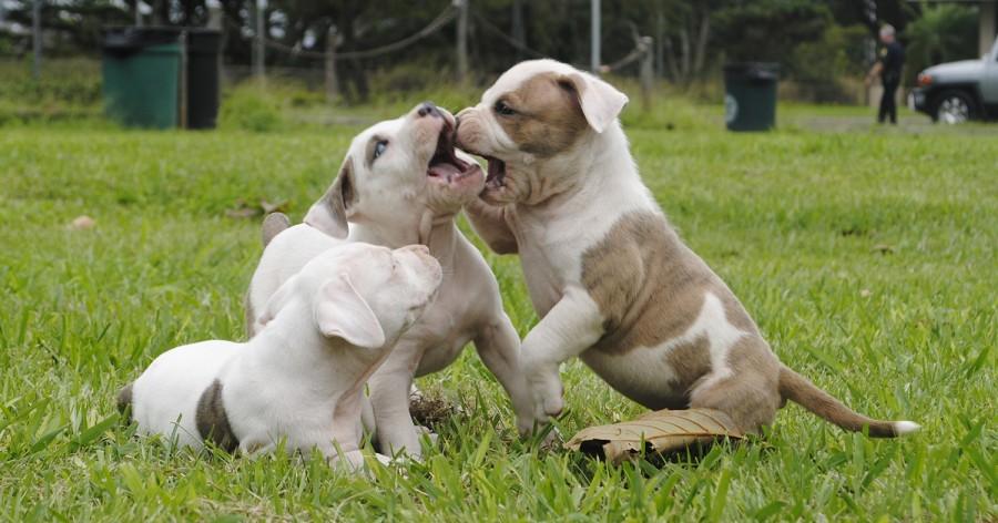 Pit bull puppies being vicious.