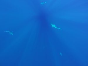Sharks swimming beneath us