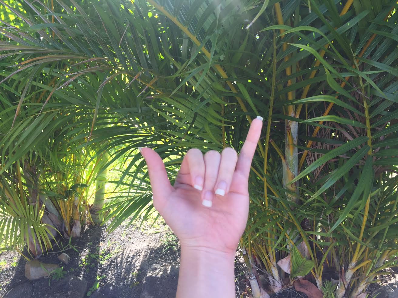 Throw a shaka to those who are local and think theyre local.