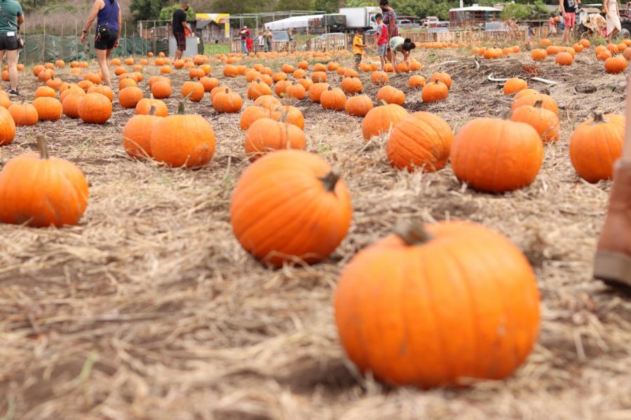 Covid Restrictions Create New Norm For Pumpkin Patches