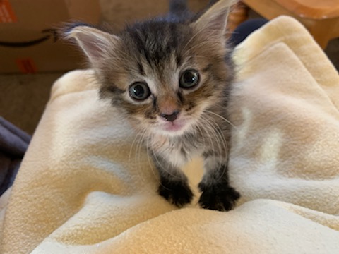Sassy is one of the kittens caught on campus and fostered through the program.