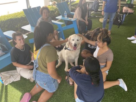 CUH Welcomes Therapy Dogs to Help Relieve Stress