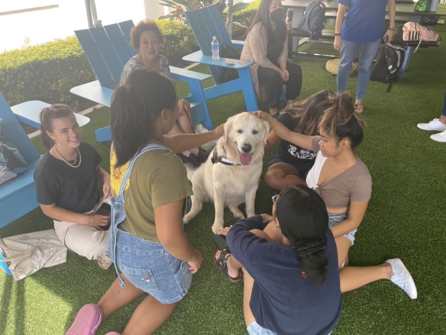 Students gather in Zuberano Courtyard to destress with the company of K9 TheraPets of Hawaii dogs. 