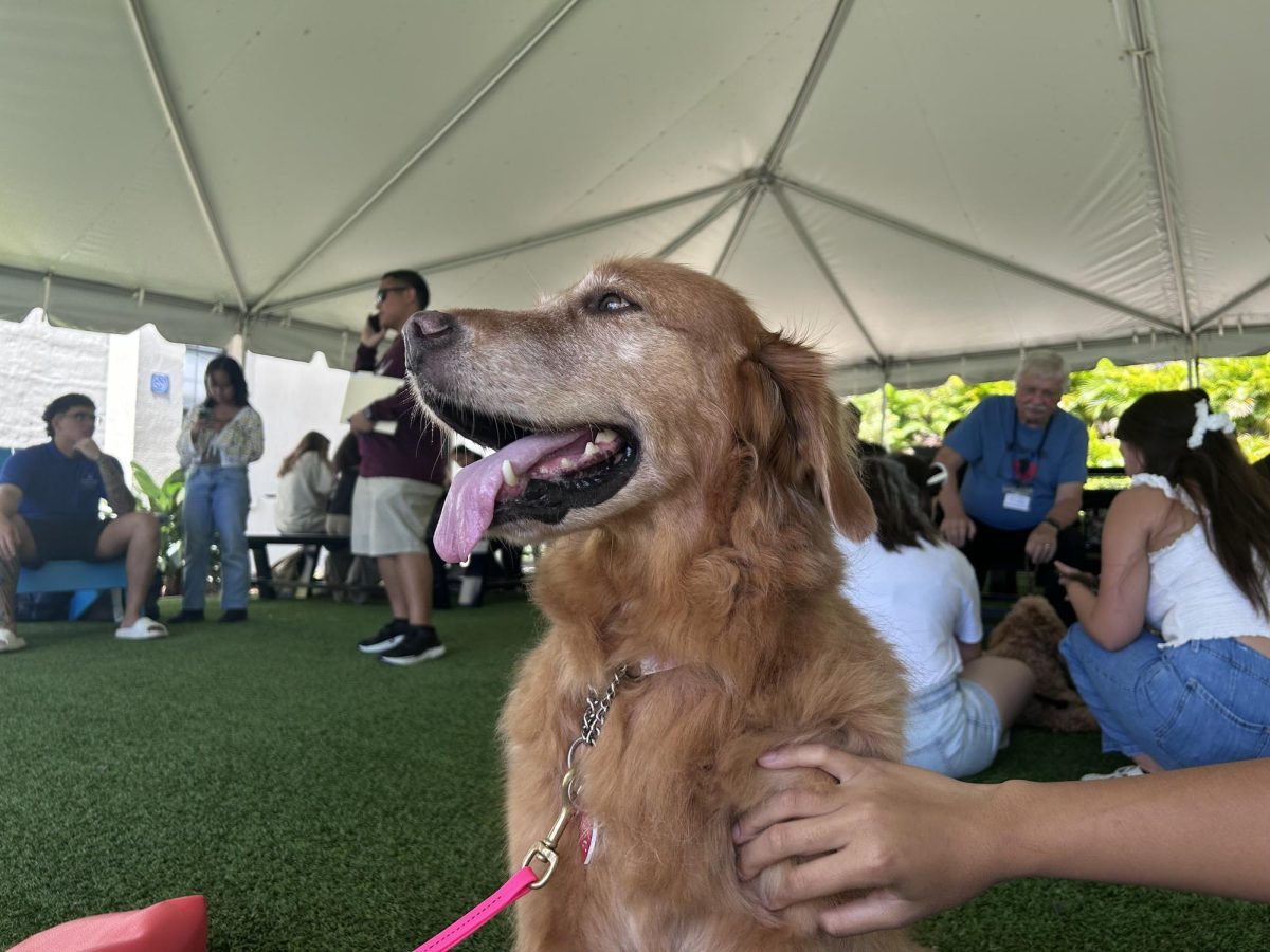 Therapy Dogs Steal Hearts at Puppy Love Event